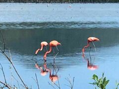 Phoenicopterus ruber