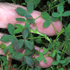 Trifolium wormskioldii