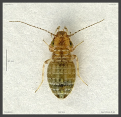 Cerobasis