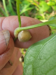 Dioscorea polystachya