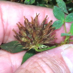 Trifolium wormskioldii