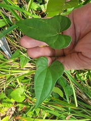 Dioscorea polystachya
