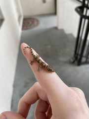 Hemidactylus mabouia