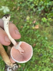 Agaricus sylvicola