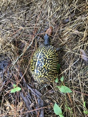 Terrapene carolina bauri