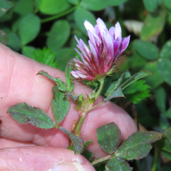 Trifolium wormskioldii
