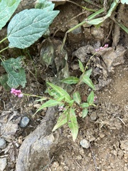 Persicaria longiseta