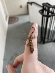 Hemidactylus mabouia