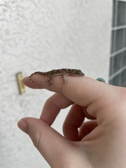 Hemidactylus mabouia