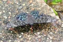 Dichorragia nesimachus