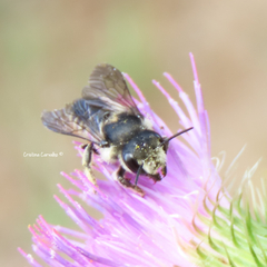 Megachile octosignata