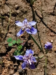 Moraea lugubris