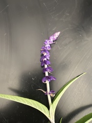 Salvia leucantha