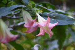 Brugmansia arborea