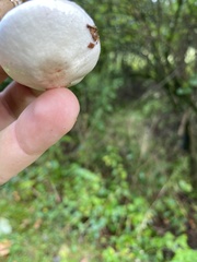 Agaricus sylvicola