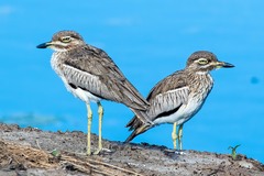 Burhinus vermiculatus