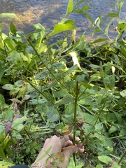 Scutellaria lateriflora