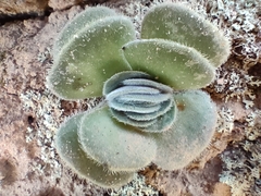 Crassula tomentosa