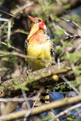 Trachyphonus erythrocephalus