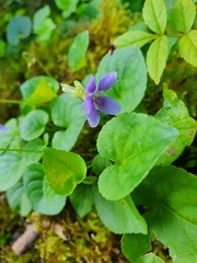 Viola riviniana