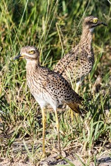 Burhinus capensis