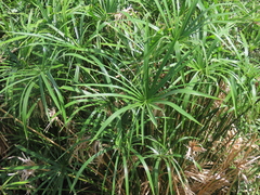 Cyperus alternifolius