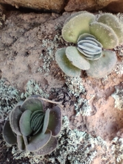 Crassula tomentosa