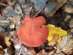 Phylloporus leucomycelinus