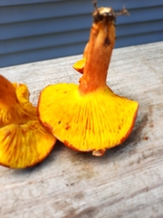 Phylloporus leucomycelinus