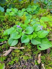 Viola riviniana