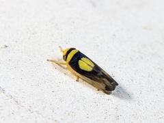 Colladonus clitellarius