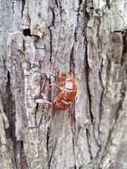 Graptopsaltria nigrofuscata