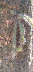 Pfeiffera ianthothele