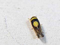 Colladonus clitellarius