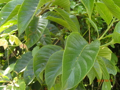 Heliotropium verdcourtii