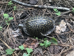 Terrapene carolina bauri