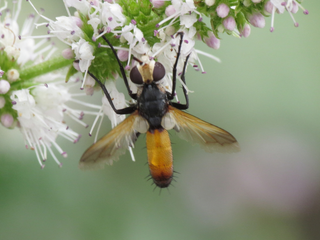 Cylindromyia rufifrons from Granada, Spain on September 12, 2022 at 03: ...