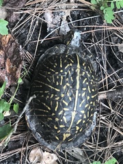 Terrapene carolina bauri