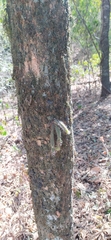 Pfeiffera ianthothele