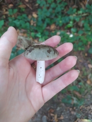 Russula virescens