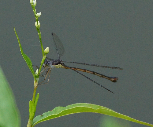 Slender Spreadwing