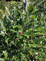 Ilex glabra