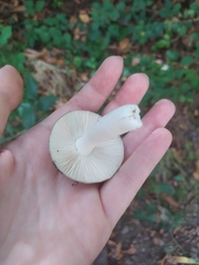 Russula virescens