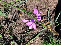 Polygala garcinii