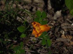 Cochlospermum wrightii