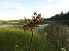 Schoenoplectus lacustris