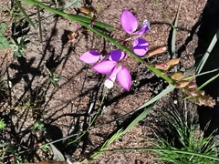 Polygala garcinii