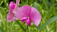 Lathyrus sylvestris
