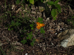 Cochlospermum wrightii