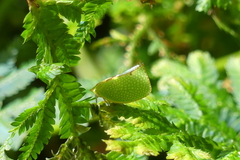 Salurnis marginella